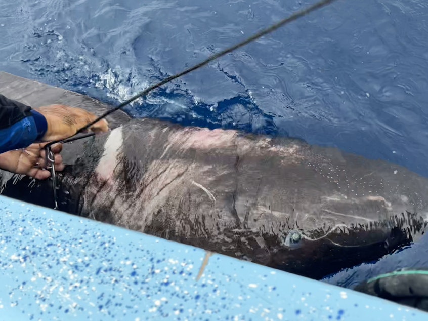 caption: Researchers caught a Greenland shark off the coast of Belize in April, the first reported sighting of the species in the western Caribbean. The shark is typically found in the Arctic and at depths of up to 7,000 feet below the ocean surface.
