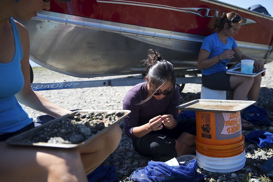 caption: From left, biologist Julie Barber, marine ecologist Courtney Greiner and fisheries technician Lindy Hunter survey clams on Tuesday, August 27, 2019, at Lone Tree Point. 