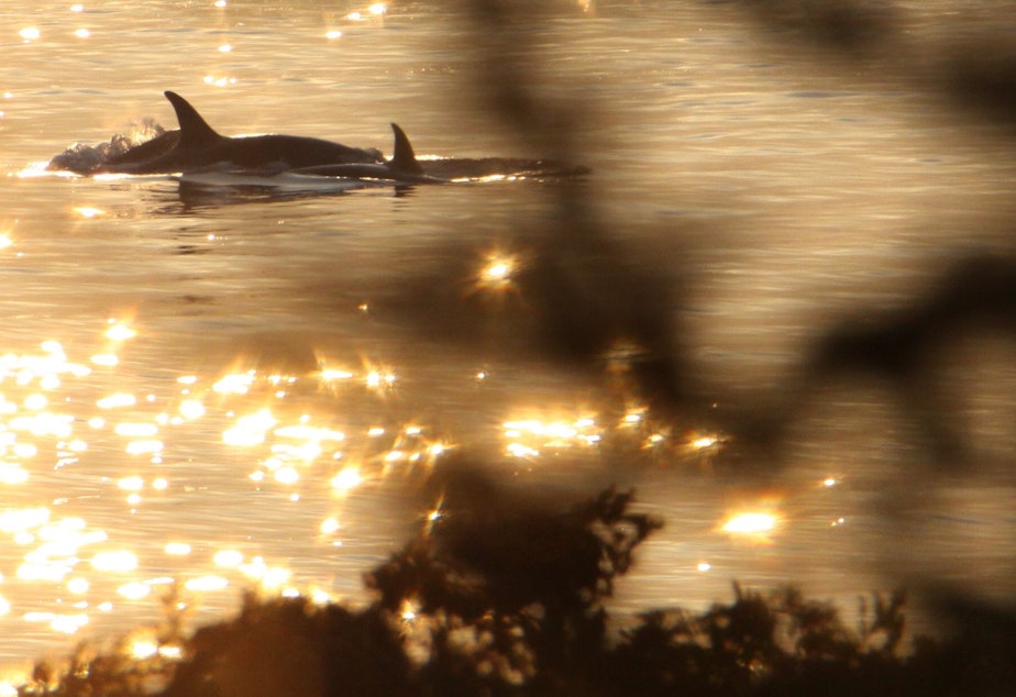 caption: Endangered orcas surface off the west coast of San Juan Island on Sept. 5.