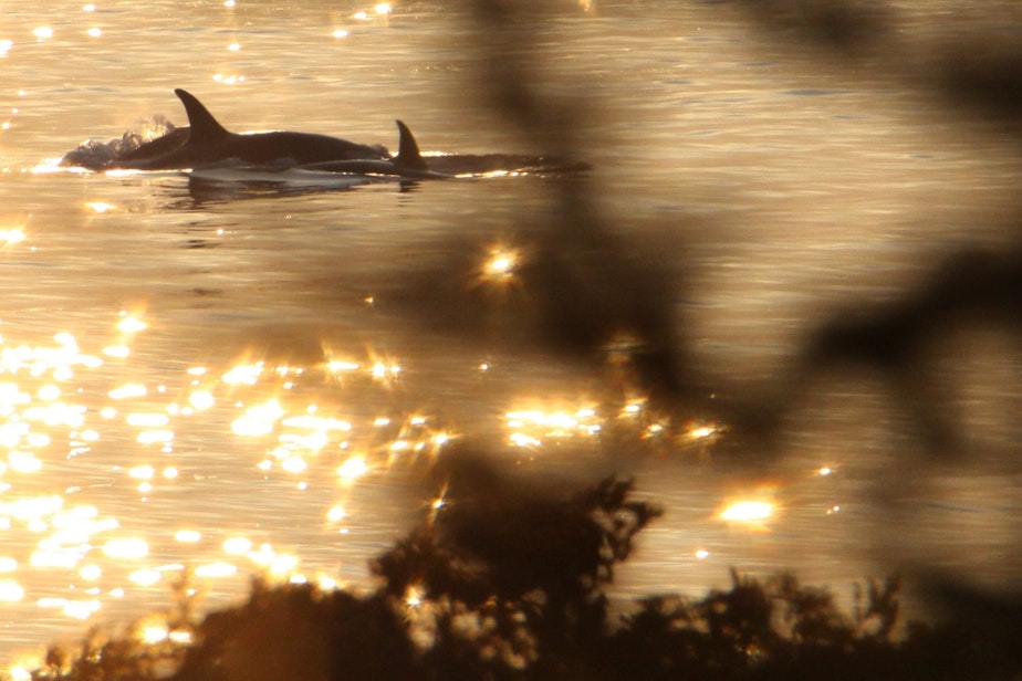 caption: Endangered orcas surface off the west coast of San Juan Island on Sept. 5.