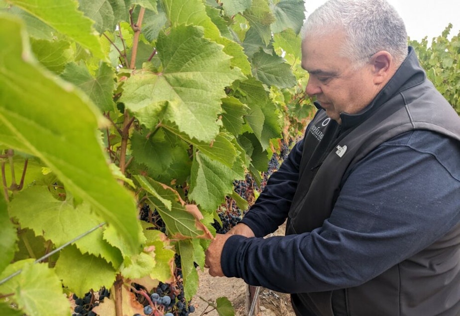 caption: Fidelatas Winery owner Charlie Hoppes in the field of wine grapes. “The crop was heavy, but there was still, like, a lot of green berries and green clusters sort of left behind. And this latest is really unusual. I don’t think I’ve ever seen that,” says Hoppes.