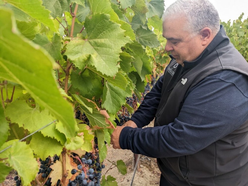 caption: Fidelatas Winery owner Charlie Hoppes in the field of wine grapes. “The crop was heavy, but there was still, like, a lot of green berries and green clusters sort of left behind. And this latest is really unusual. I don’t think I’ve ever seen that,” says Hoppes.