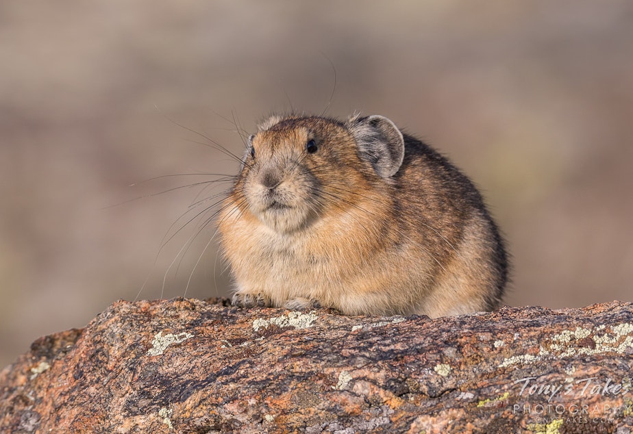 caption: American pika in Rocky Mountain National Park.