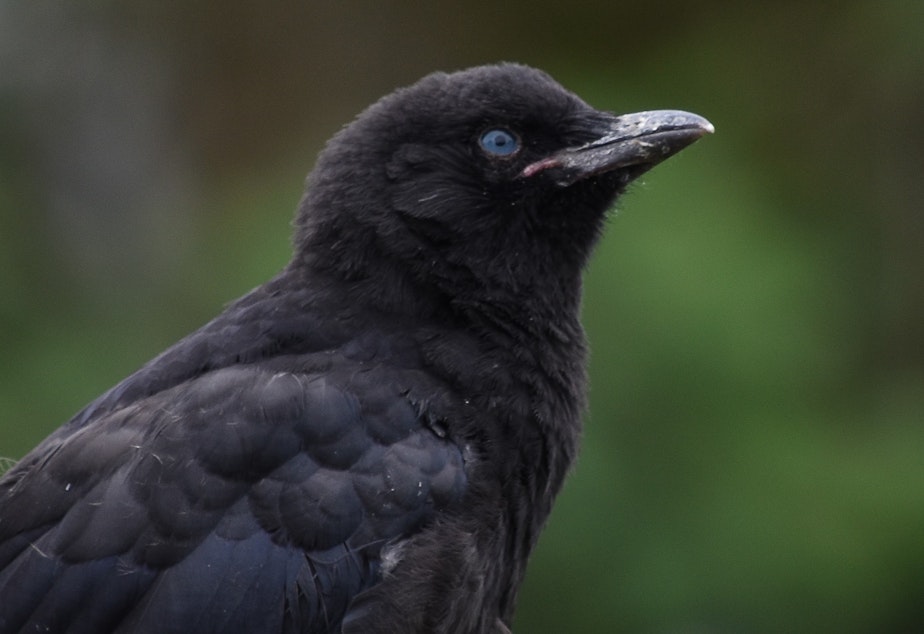 caption: You aren't crazy. That crow has blue eyes. Read on to find out why.