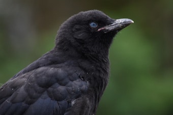 caption: You aren't crazy. That crow has blue eyes. Read on to find out why.