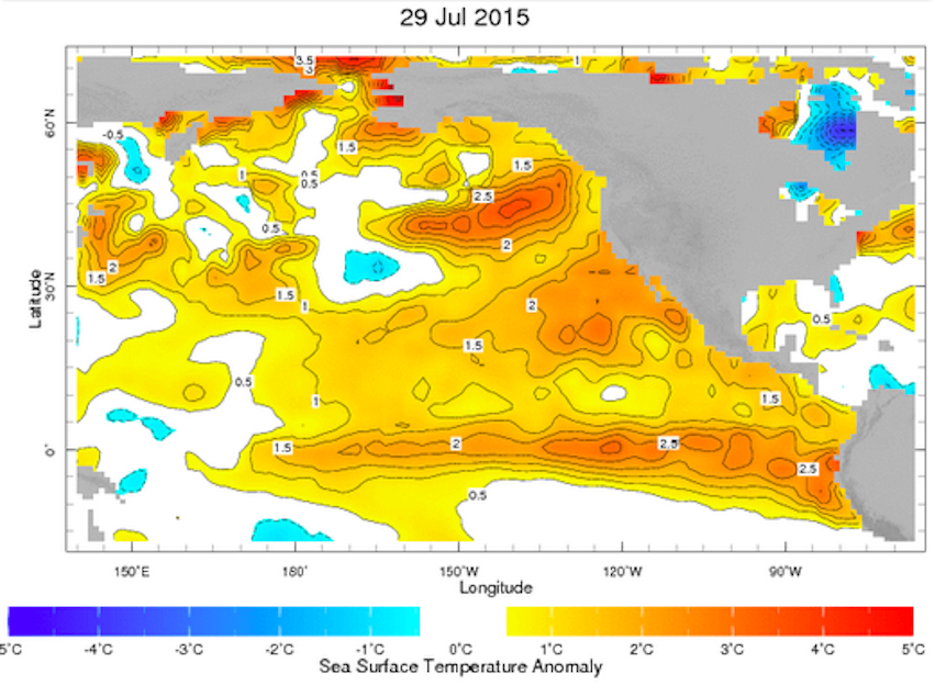 caption: 'The Blob' is indicated by dark orange on the West Coast of the U.S. The blob is a patch of warm water that was detected by a University of Washington climatologist in 2013.