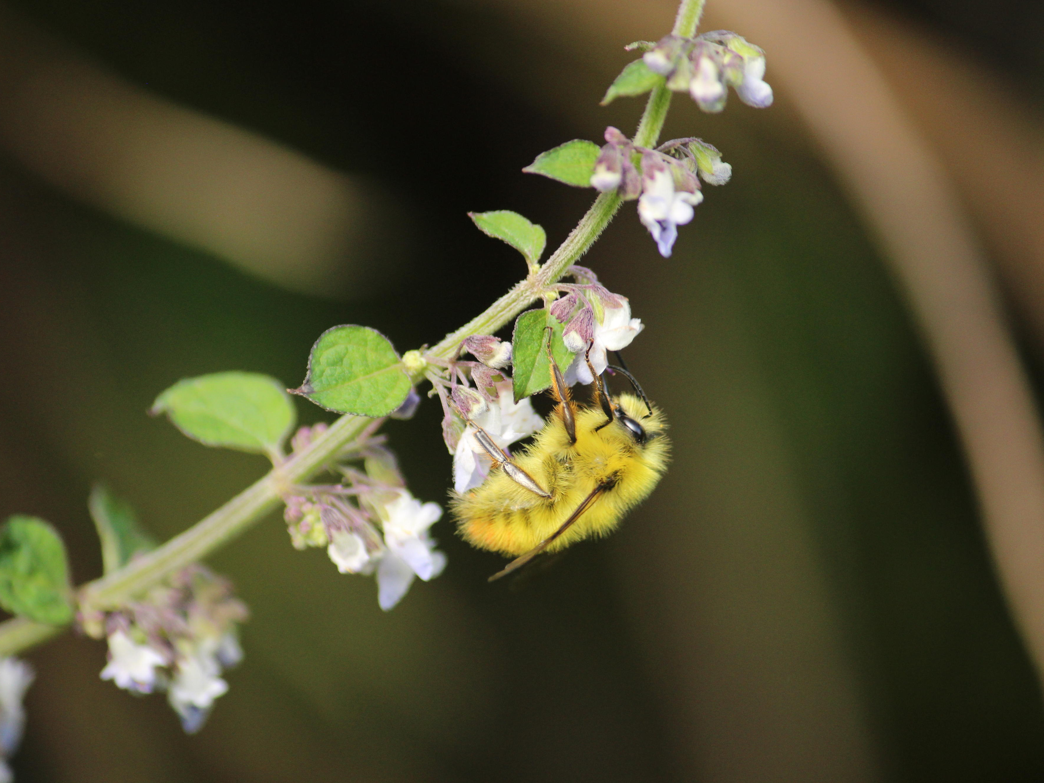 caption: Wild pollinators like this bumblebee are integral to farmers' livelihoods and nutrition.