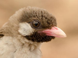 caption: A male Greater Honeyguide in Mozambique's Niassa Special Reserve.