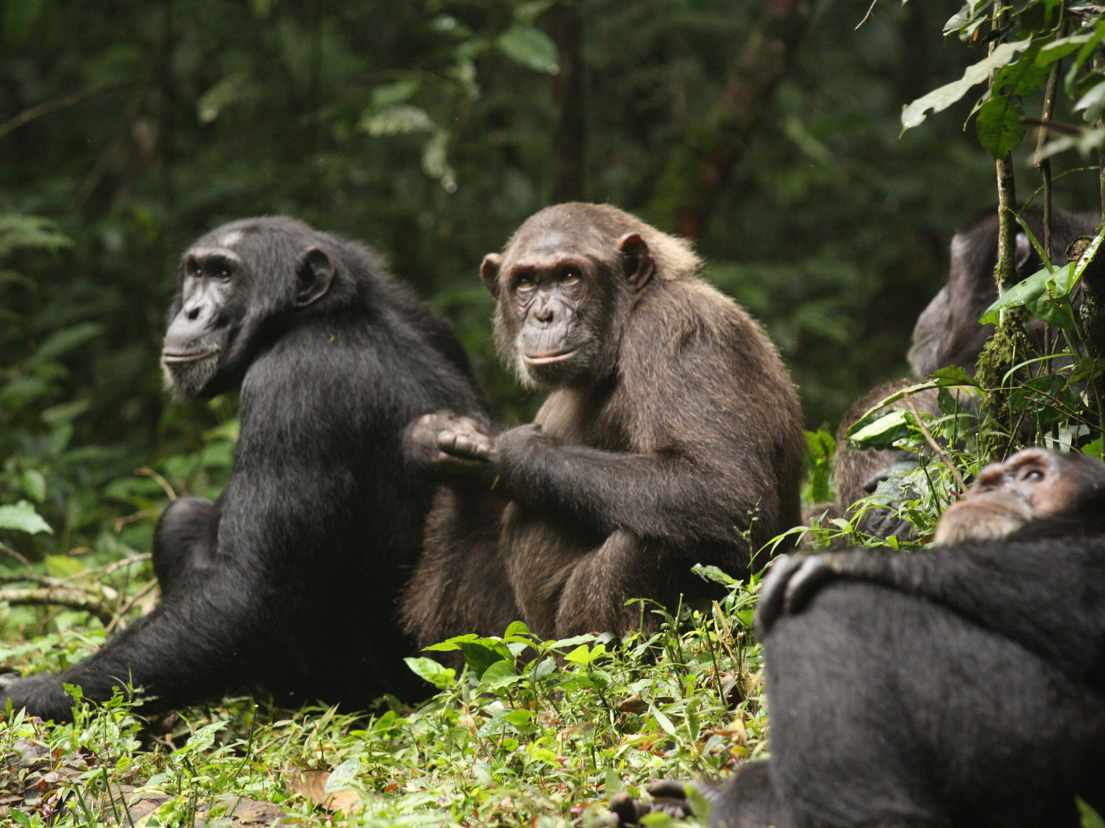 caption: The Ngogo chimpanzee group in Uganda's Kibale National Park is the largest known community of wild chimpanzees in the world. Over the last decade, it has split into two distinct groups that are hostile to each other.