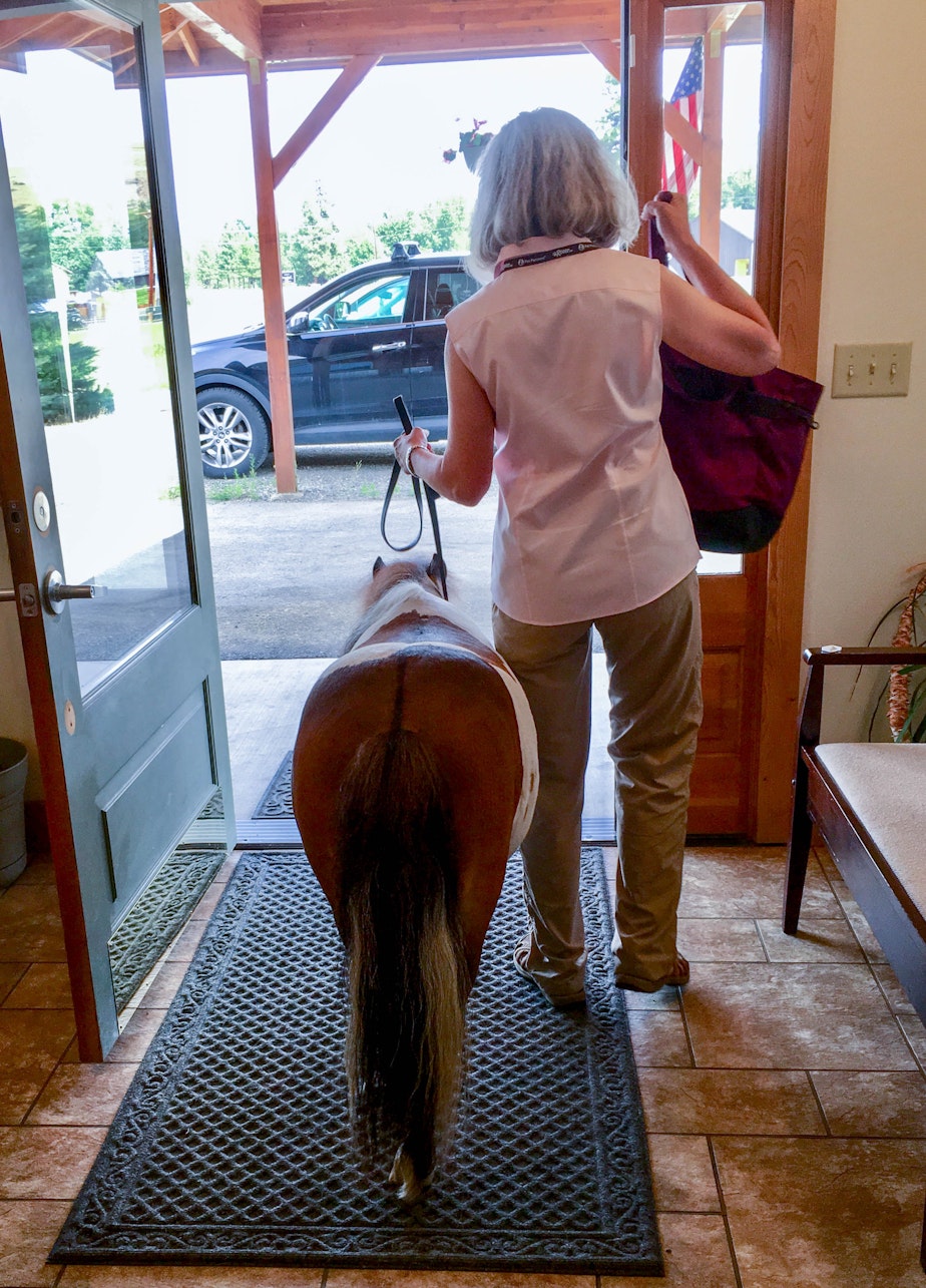 caption: Heidi Weston and her horse Trusty. Heidi Weston of Mazama is the owner and caretaker of the most highly-trained therapy horse in the country. Certified by Pet Partners of Bellevue, Trusty has completed a rigorous training program that has prepared him for the most stressful situations any species of therapy animal might face. 
