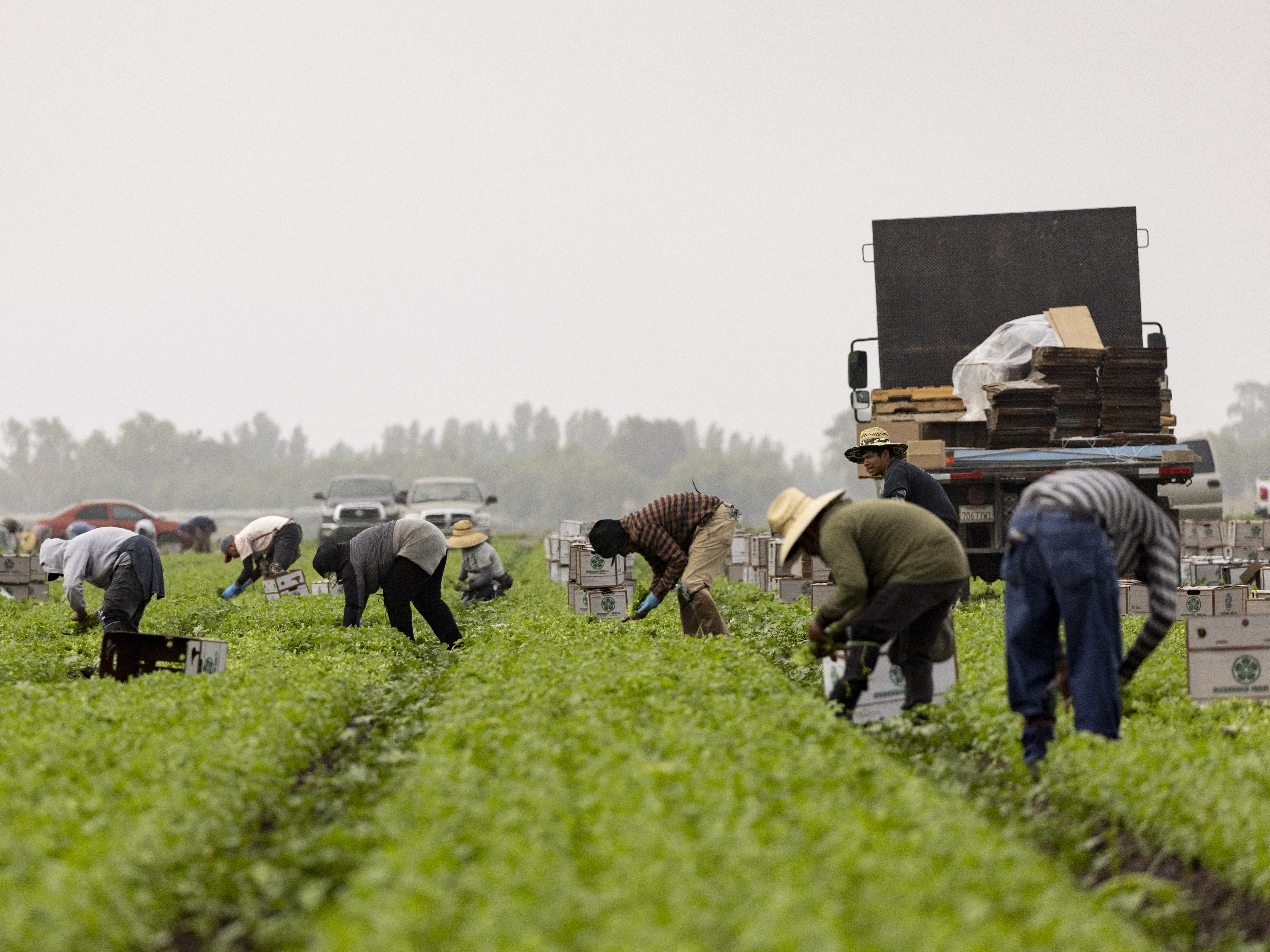 caption: Farmworkers pick cilantro in a field early in the morning mist in Southern California in July 2024.