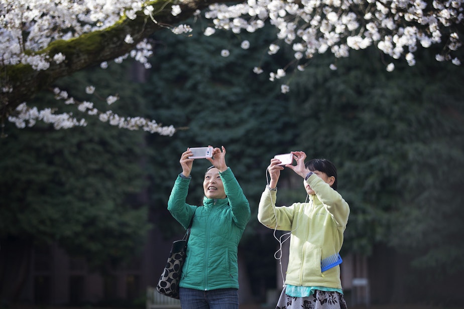 caption: Jingping Ma, left, and Cynthia Gao, 12, take photographs on Monday, March 19, 2018, of the blossoming cherry trees in the quad on the University of Washington campus in Seattle. 