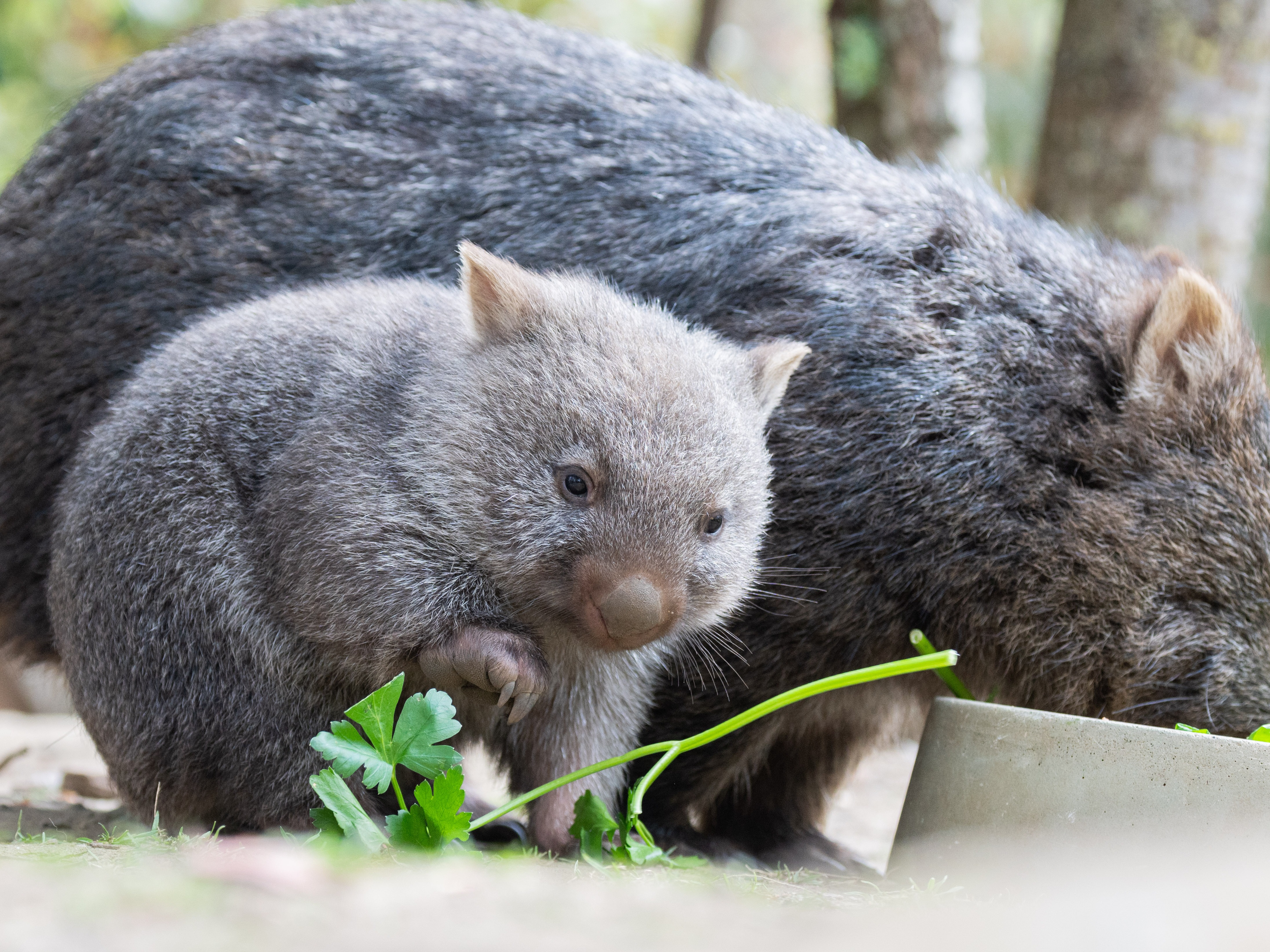 caption: Wombats at the Hannover Zoo in Germany. Sam Jones, a self-described outdoor enthusiast with a large social media following, was widely criticized in Australia after briefly yanking a wombat joey away from its mother in the night.