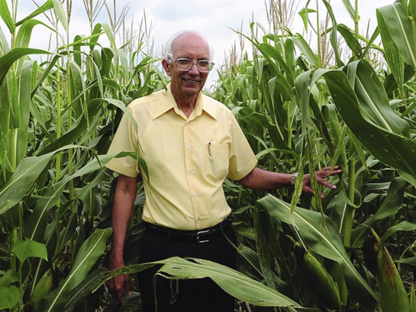 caption: Rattan Lal in an Ohio cornfield. The soil scientist is this year's World Food Laureate, earning a quarter of a million dollar prize for his pioneering work in soil improvement.