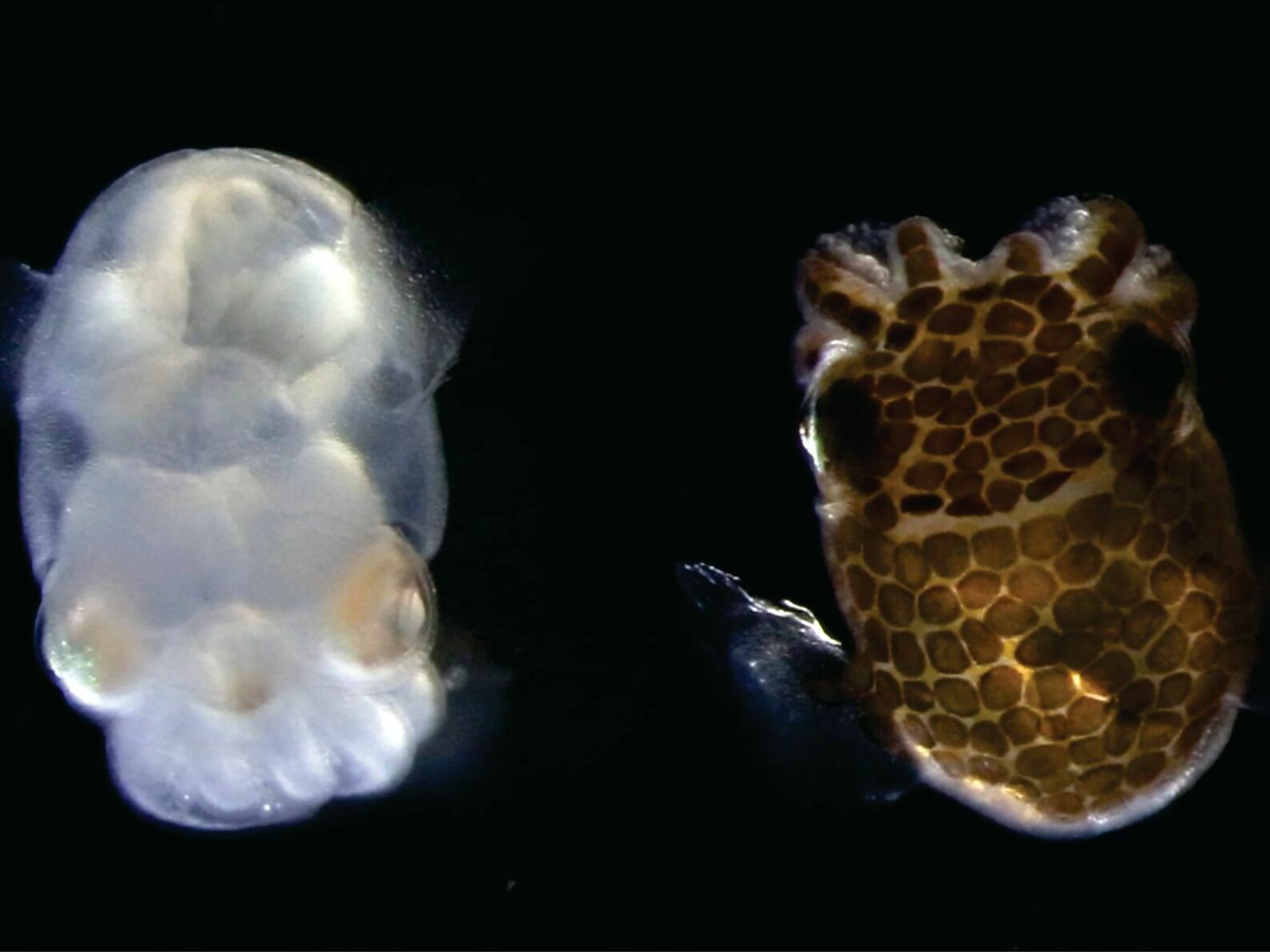 caption: Scientists have engineered an albino squid that provides a window into the inner workings of the brain.