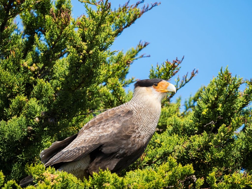 caption: Crested caracara (Martin Zwick/REDA&CO/Universal Images Group via Getty Images)