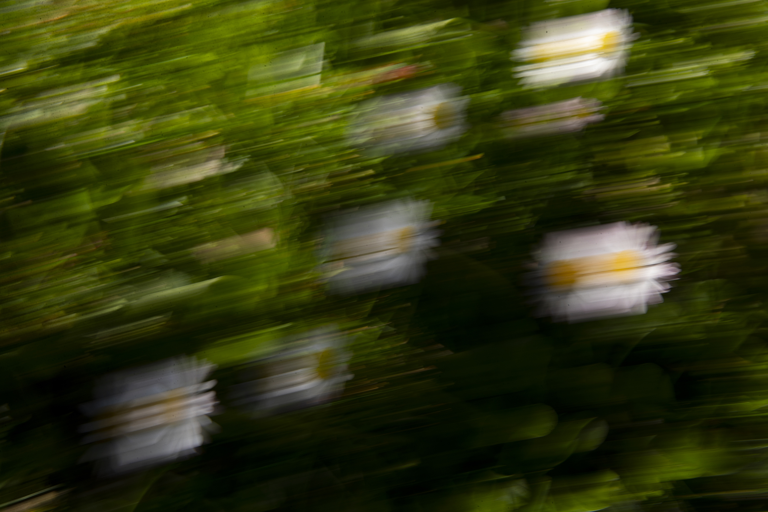 caption: Daisies are photographed with a slow shutter speed on Thursday, April 9, 2026, in Seattle. 