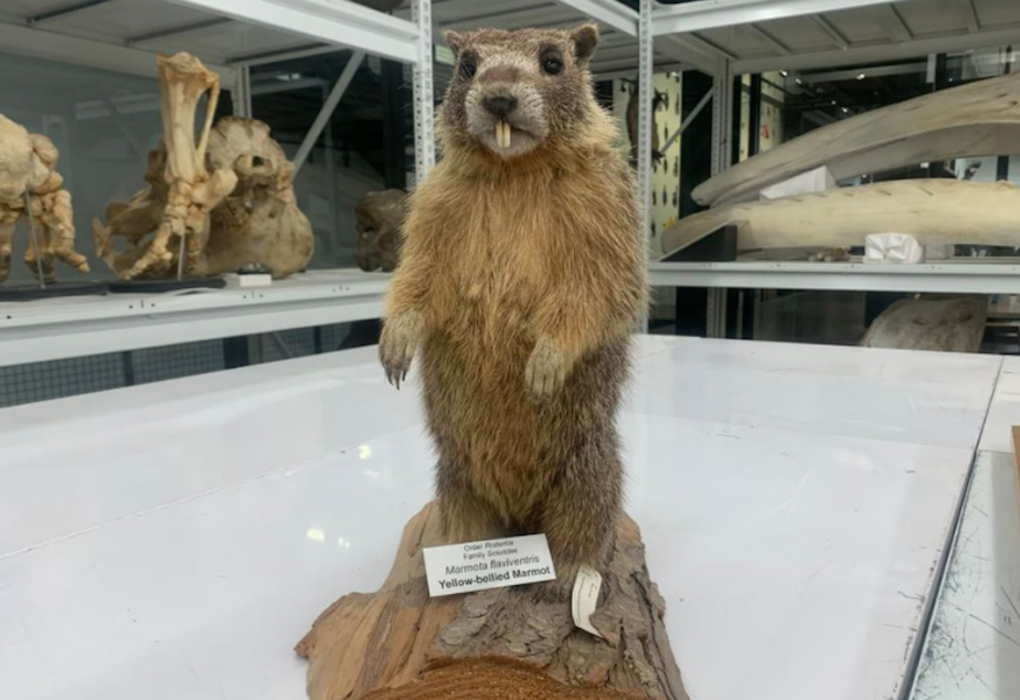 KUOW - How the Olympic marmot became Washington's fuzziest state symbol