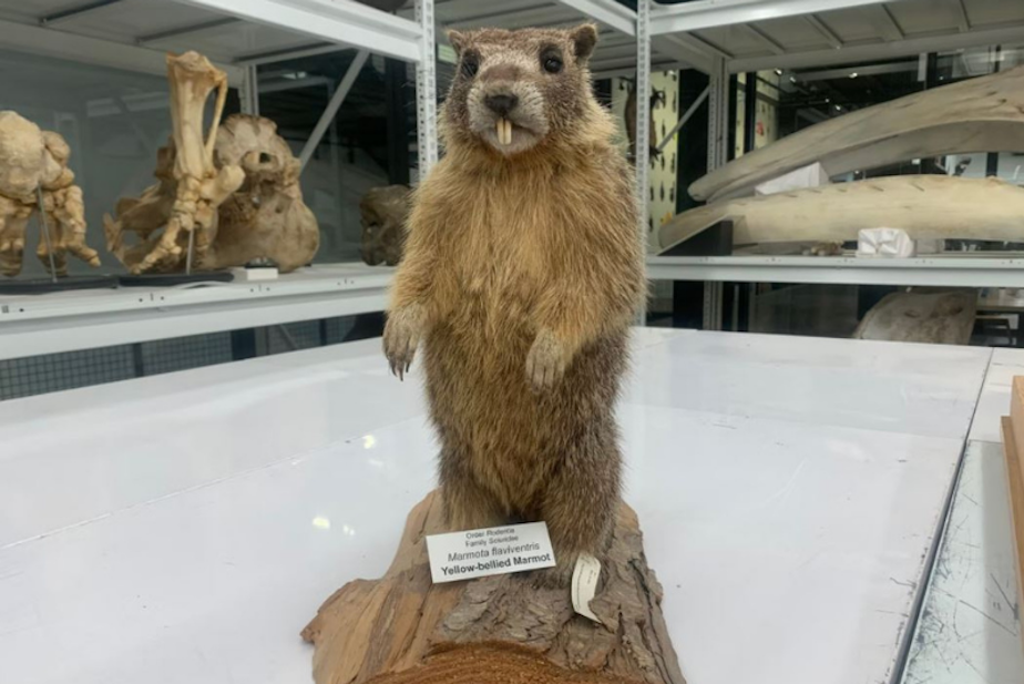 caption: Washington state is home to three different species of marmot: the Olympic marmot, the hoary marmot, and the yellow-bellied marmot (pictured).