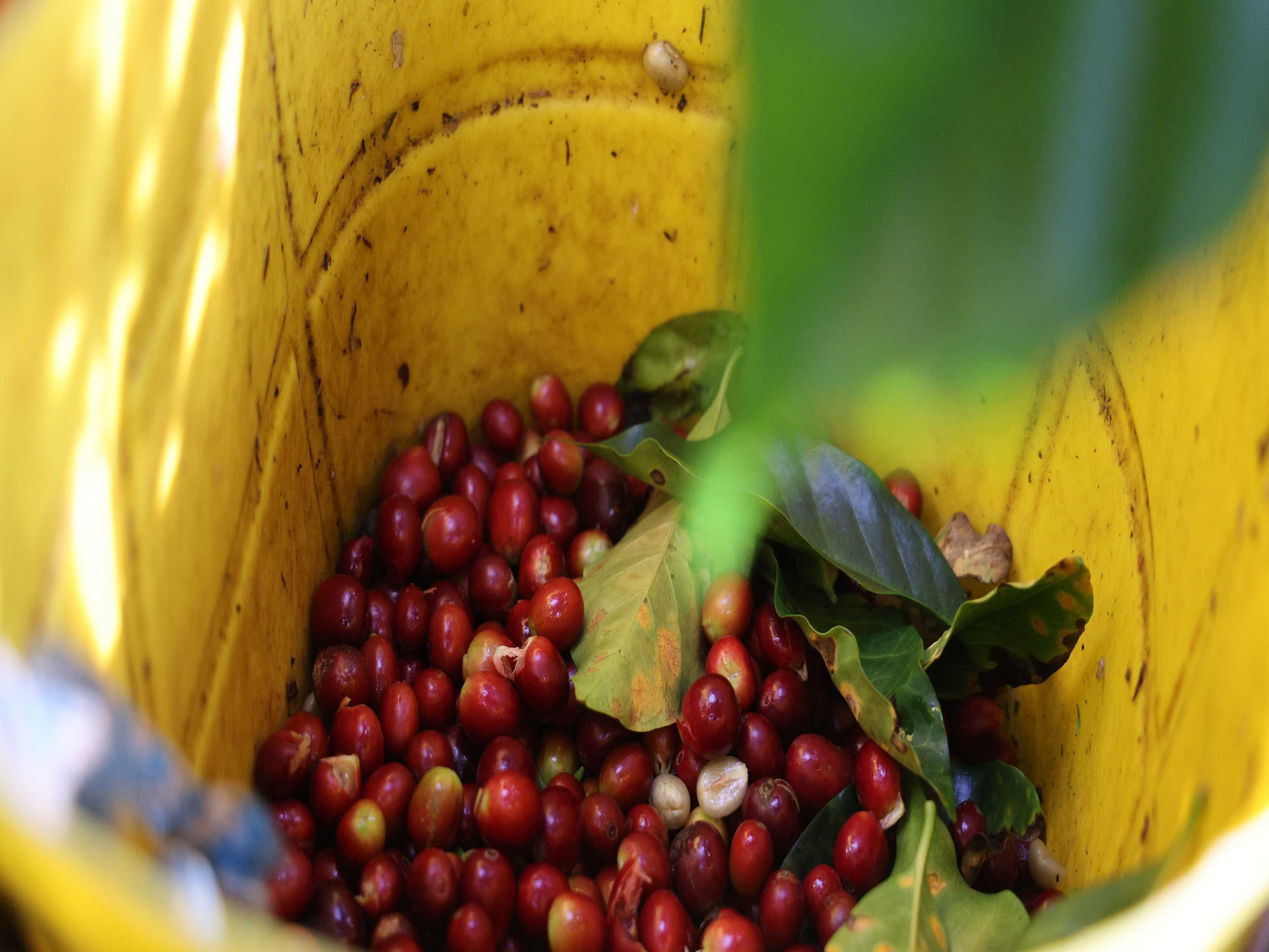 caption: Workers use plastic buckets to collect coffee at Finca Santa Barbara in Algeciras, Huila, Colombia, on June 25, 2025. The farm is owned by Jhon Samboni and covers 32 hectares at 2,000 meters above sea level.