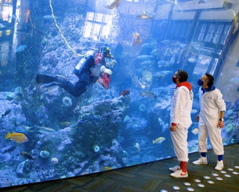 caption: Brothers Mark and Brian Canlis trade their tie and jackets for adventure suits as they visit the Seattle Aquarium for the Canlis Kids Show, part of their online educational program.