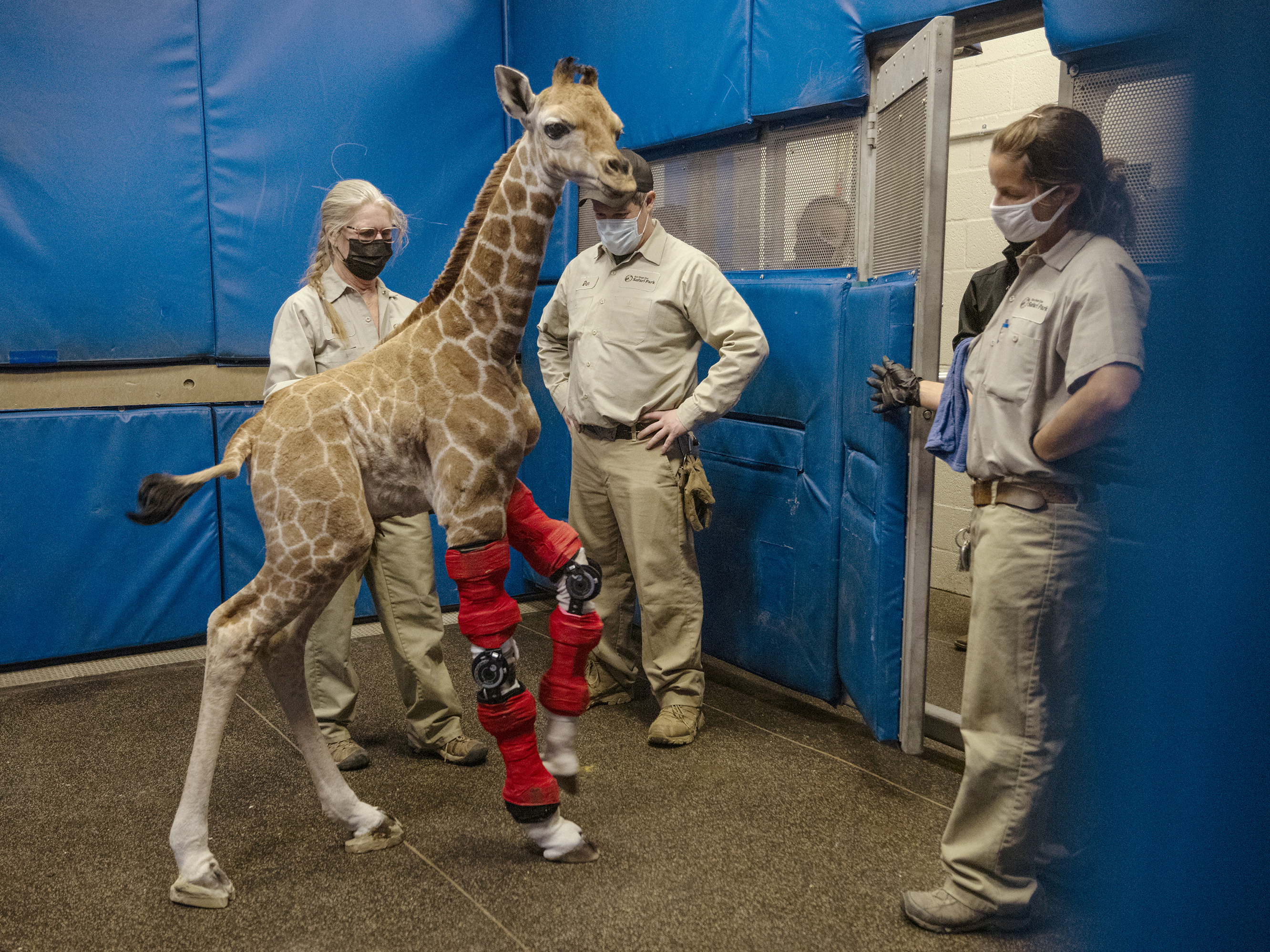 caption: Msituni, a giraffe calf born with an unusual disorder that caused her legs to bend the wrong way, at the San Diego Zoo Safari Park in Escondido, north of San Diego, on Feb. 10.