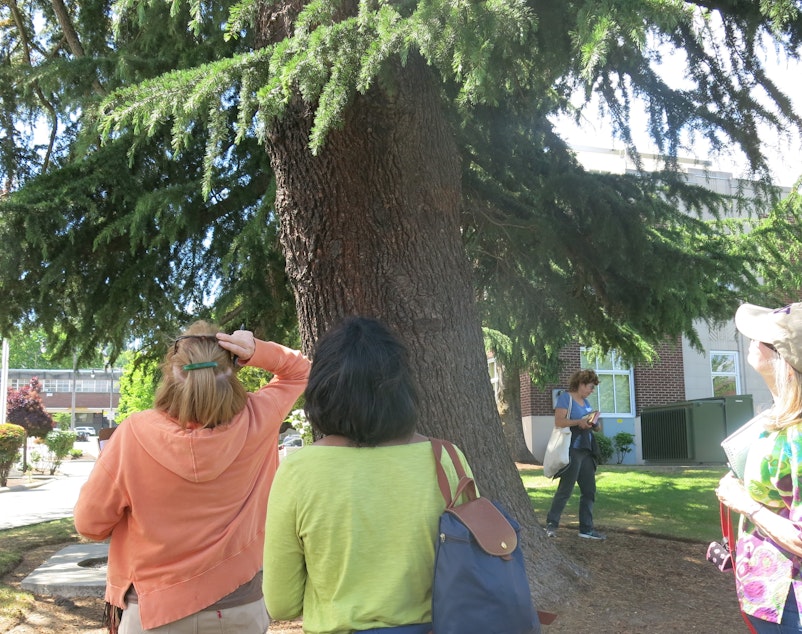 caption: Plant Amnesty is training "tree librarians" to help catalogue the city's trees. 