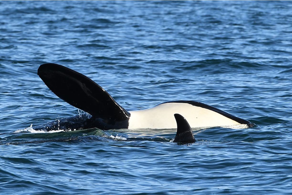 KUOW - Another 'peanut head' as endangered orca loses fat around 