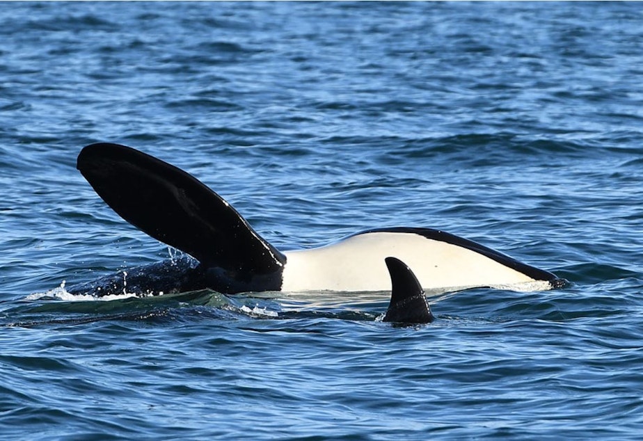 caption: Orca J17 rolls on its side, displaying its peanut-shaped head, on New Year's Eve in Haro Strait.
