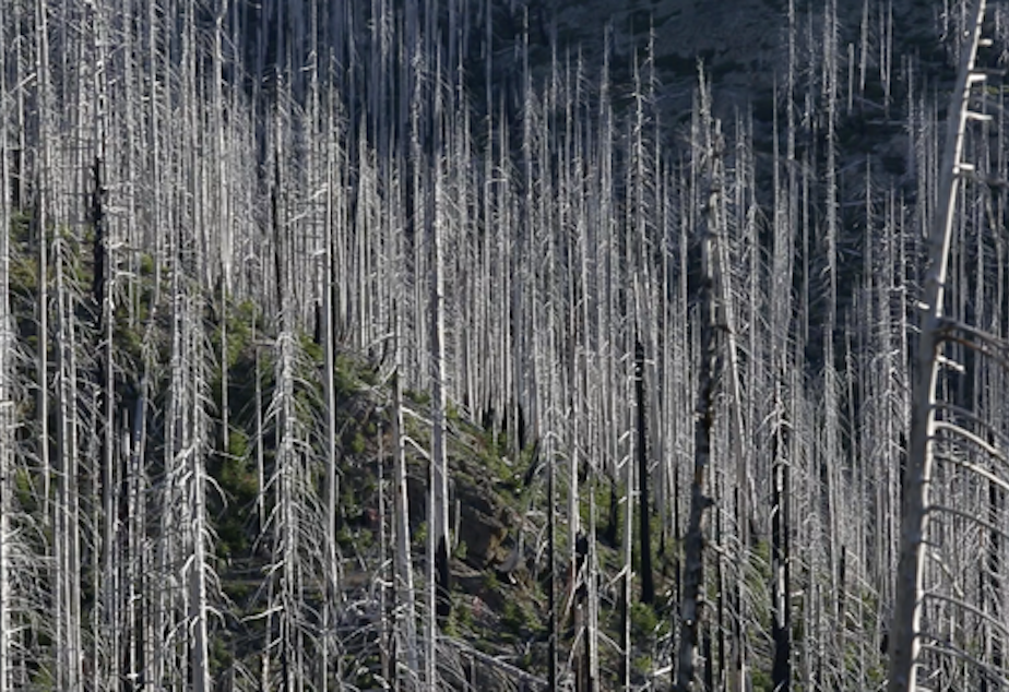 caption: <p>Dead trees fall every year in this part of the forest, blocking the trails.</p>
