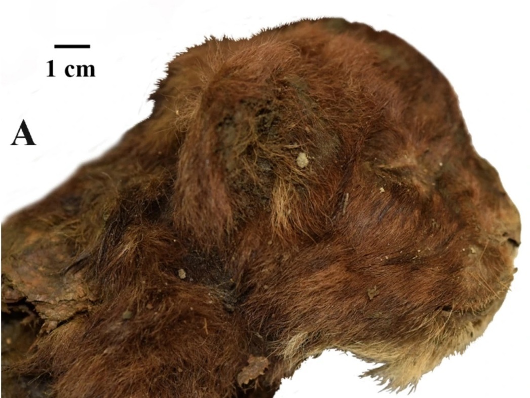 caption: Scientists noted the kitten's unusual muzzle shape in their paper. The kitten had small ears and a large mouth opening.