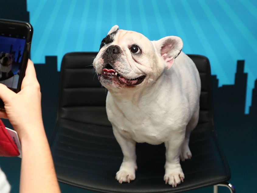 caption: The French bulldog is America's most popular breed, according to the American Kennel Club. This one, Manny The Frenchie, attended Time Inc.'s 2017 PetHero Pet Party to benefit animals impacted by hurricanes.