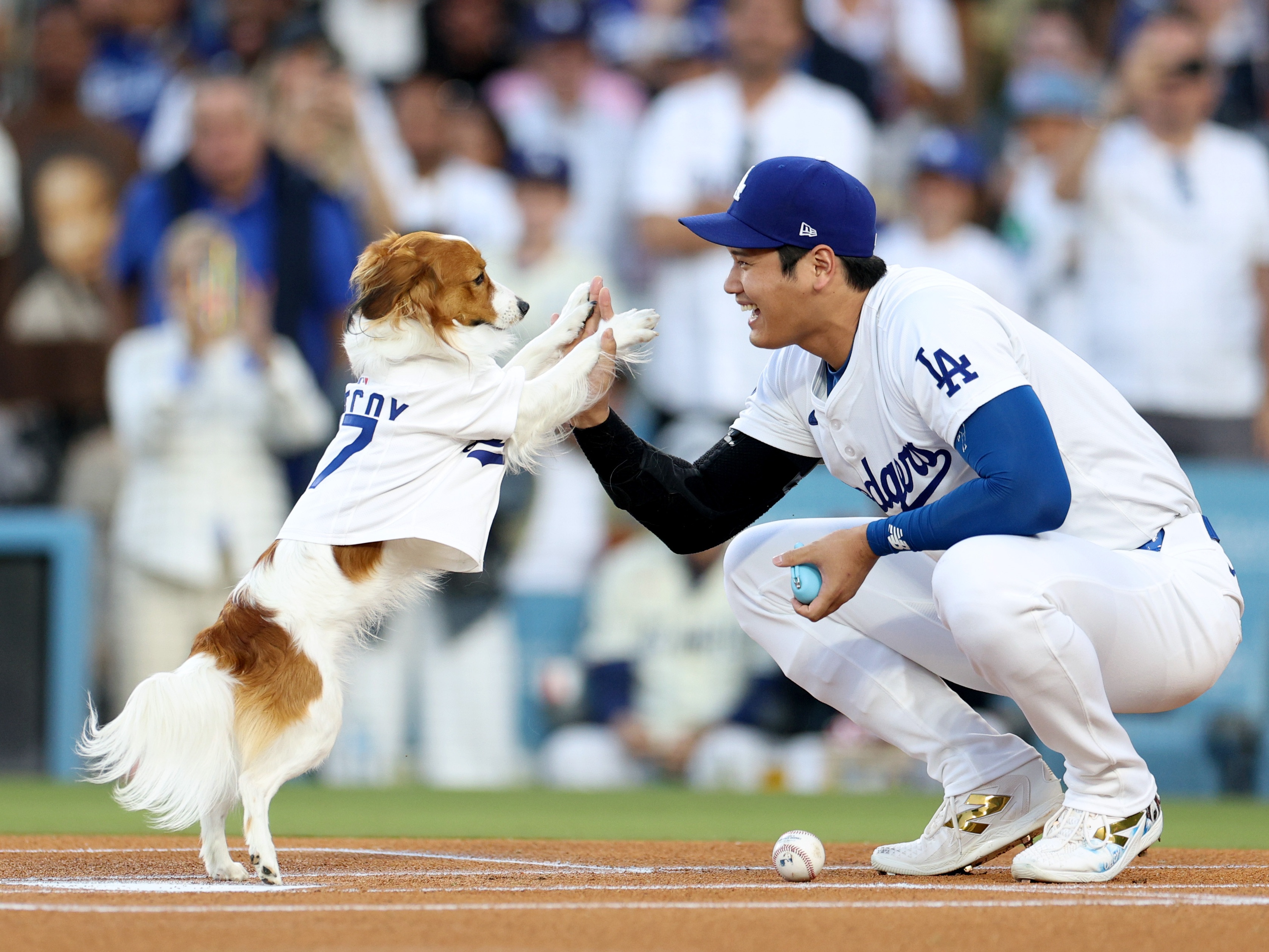 caption: Los Angeles Dodger Shohei Ohtani high-fives his dog Decoy, who delivered the ceremonial first pitch before Wednesday's game against the Baltimore Orioles at Dodger Stadium in Los Angeles.