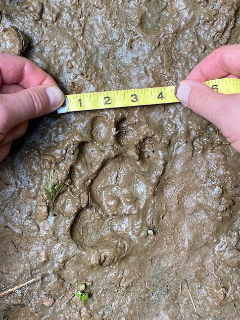 caption: Chris Morgan measuring a fresh jaguar track in Belize. 