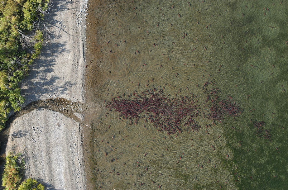 caption:  A drone image of salmon during spawning season in Alaska.