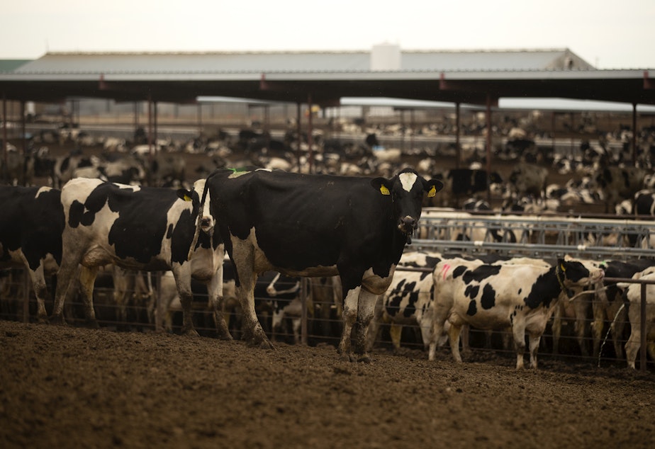 caption: Coulee Flats Dairy Farm is shown on Friday, June 17, 2022, in Mesa.