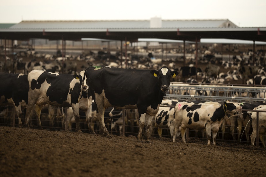 caption: Coulee Flats Dairy Farm is shown on Friday, June 17, 2022, in Mesa.