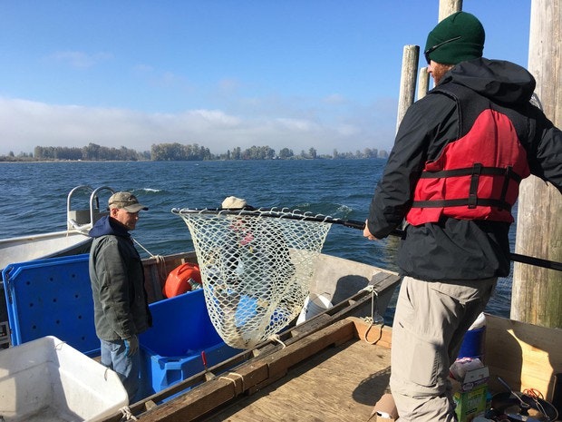 Banned Fish Trap Returns To Columbia As Sustainable Way To Catch