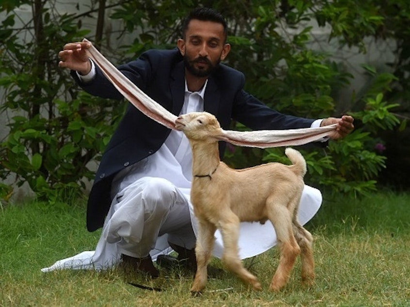 caption: Pakistani breeder Hasan Narejo displays the ears of his baby goat Simba, in Karachi on July 6. The kid's ears have gone viral, attracting praise — and trolls.