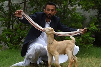 caption: Pakistani breeder Hasan Narejo displays the ears of his baby goat Simba, in Karachi on July 6. The kid's ears have gone viral, attracting praise — and trolls.