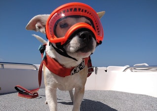 caption: Eba the dog gets ready for a research trip to non-invasively study the health of killer whales by collecting and analyzing their whale scat.