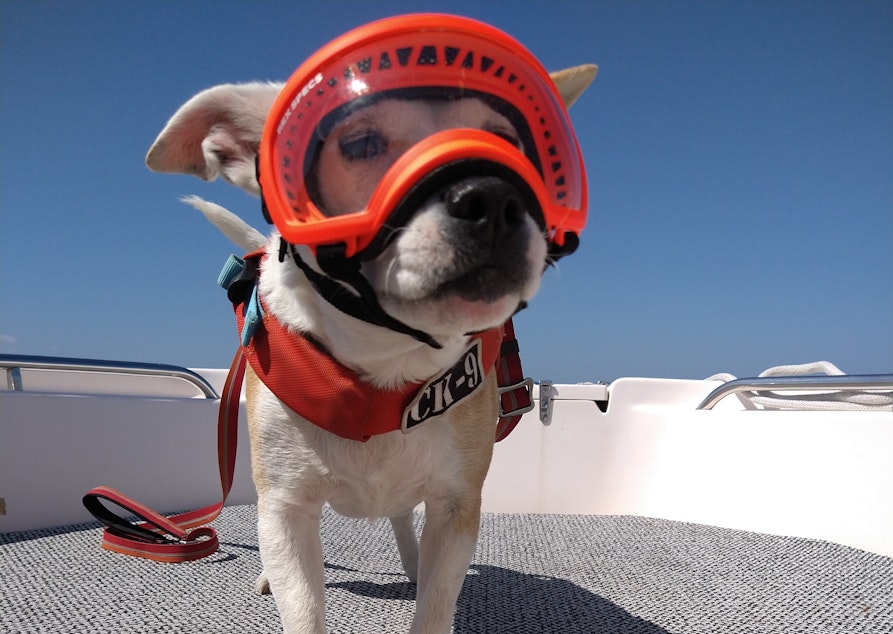 caption: Eba the dog gets ready for a research trip to non-invasively study the health of killer whales by collecting and analyzing their whale scat.