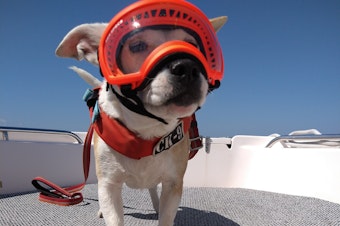 caption: Eba the dog gets ready for a research trip to non-invasively study the health of killer whales by collecting and analyzing their whale scat.