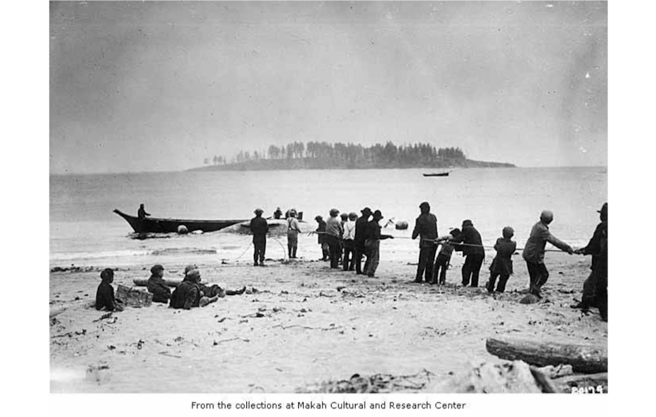 caption: Makah Indians pulling a whale onto the beach, between 1910 and 1932.