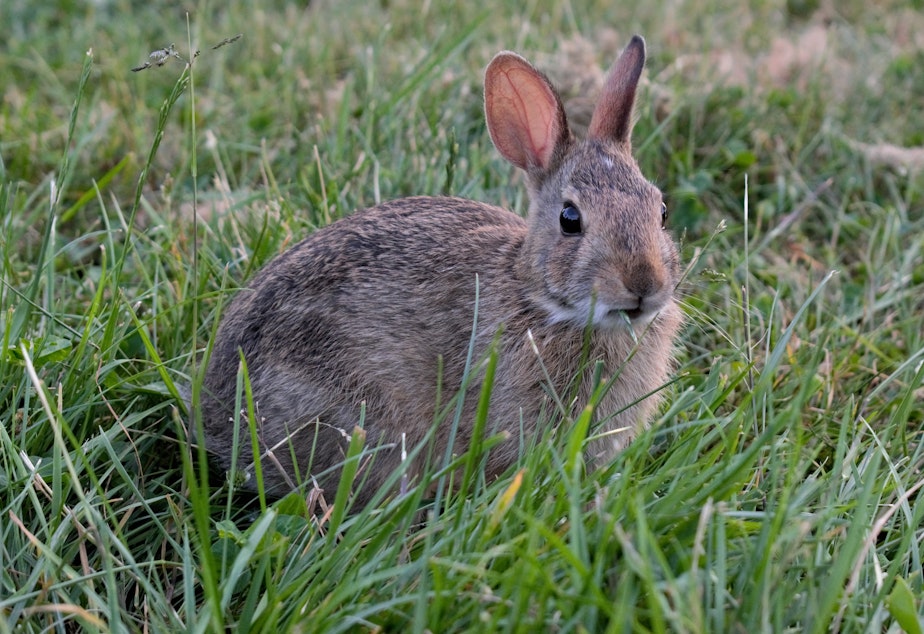 KUOW - Seattle rabbits seem to be breeding like, well, rabbits