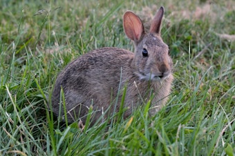 caption: An eastern cottontail rabbit in its element. These bunnies have been joined by domesticated ones as families dump them after the Easter holiday. Eastern cottontails and domestic breeds can't mate because of a missing gene link.