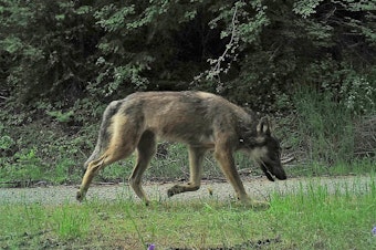 caption: A photo of a male wolf from the Sherman Pack captured by a camera trap.CREDIT: CONSERVATION NORTHWEST