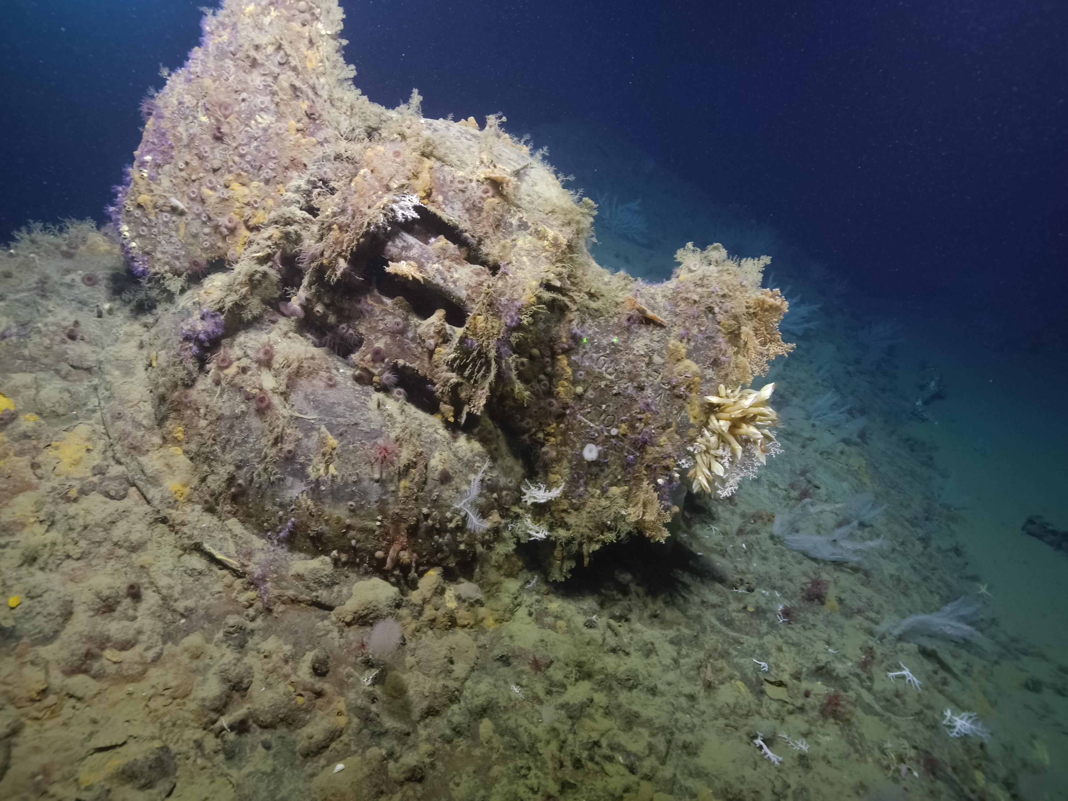 caption: The unique structure and stamps on the base of the anchor, with "Navy Yard" visible through the marine growth, helped confirm the identity of the USS <em>New Orleans</em>' bow.<br>