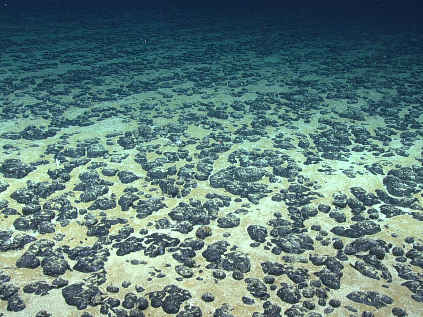 caption: Polymetallic nodules containing certain critical minerals can be found scattered across the seabed in some parts of the ocean. Here, manganese nodules found off the Southeastern U.S. in 2019.