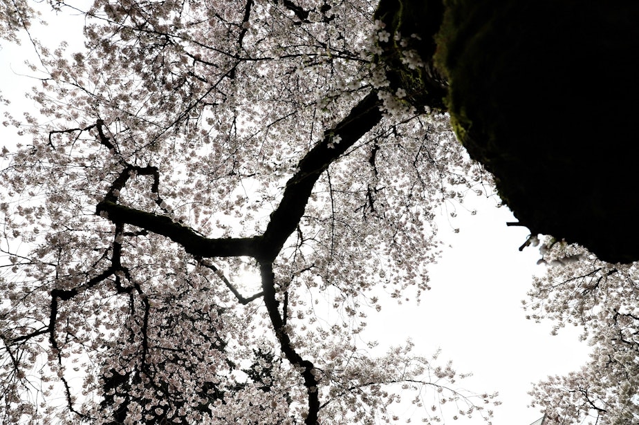 caption: Looking up at a cherry tree in bloom on March 23, 2022, on the University of Washington's campus. The 29 cherry trees are a citywide attraction when they are in bloom.